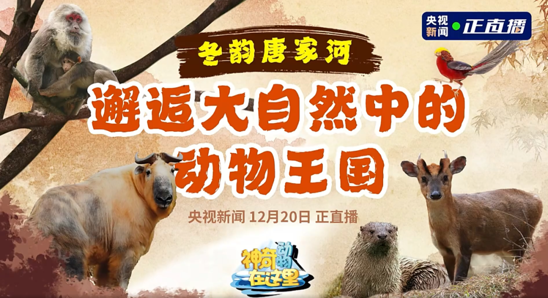 媒体聚焦 | 央视新闻走进唐家河，邂逅冰雪童话世界的动物王国